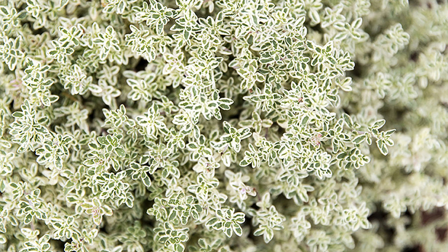 silver-posie-thyme