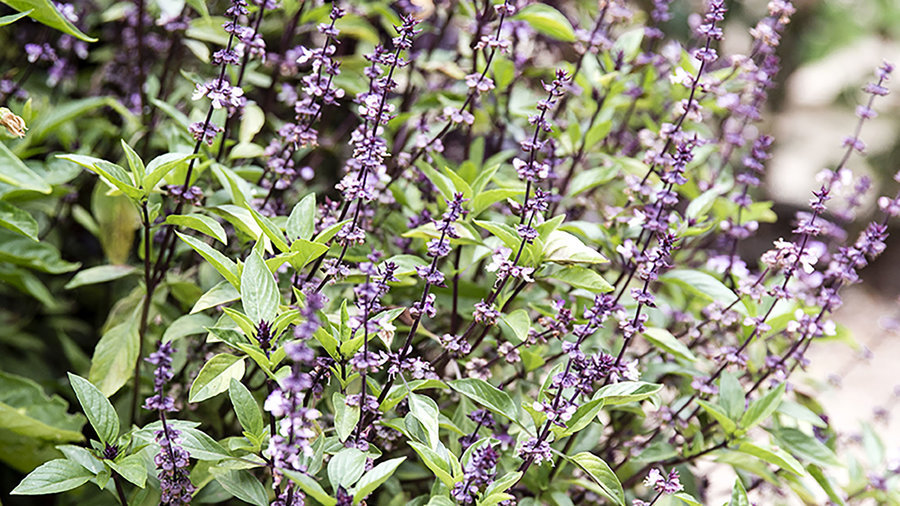 thai-basil