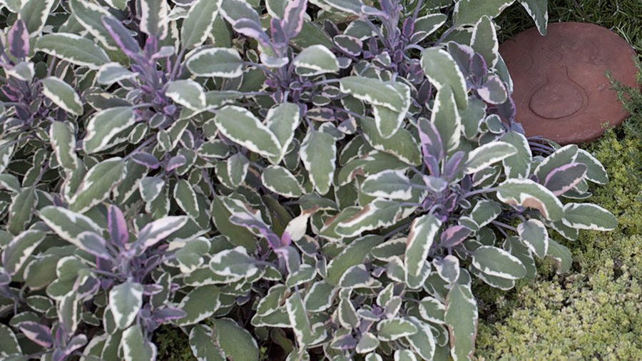 tricolor-sage