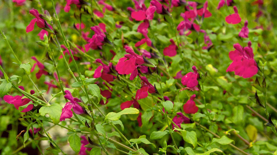 killer-cranberry-salvia