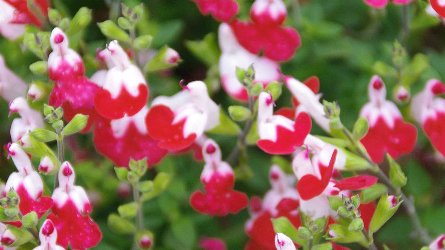 little-kiss-salvia
