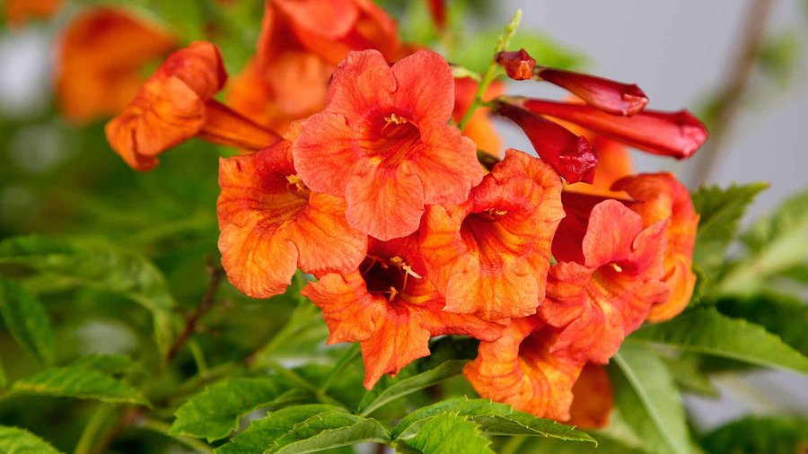 9 Flowers to Paint Your Garden Orange
