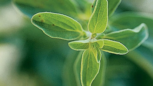 sweet-marjoram