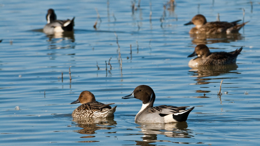 10 Best Bird Hikes