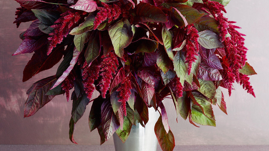 hopi-red-dye-amaranth