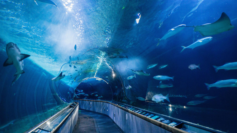 Pasen Verdienen Glimlach Top Aquariums to Visit