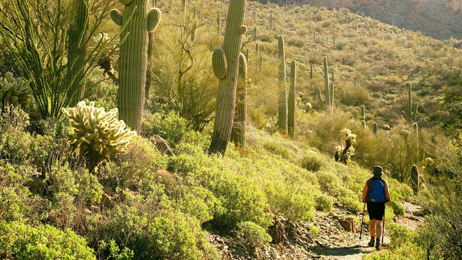 Giant cacti and woman hiking at sunset on the Arizona Trail in Superior