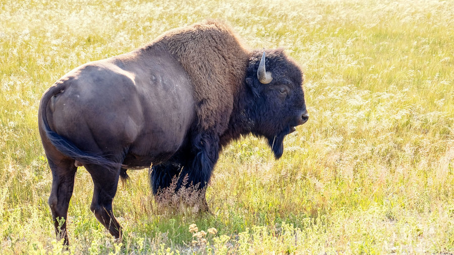“Play Dead!” Watch the Intense Moments after a Person Falls Running from a Charging Bison in Yellowstone
