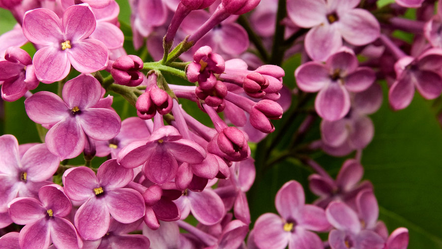 fragrant blooms