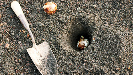 plant-bulbs