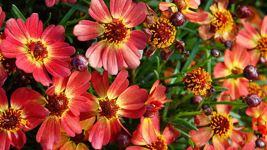 little-penny-coreopsis