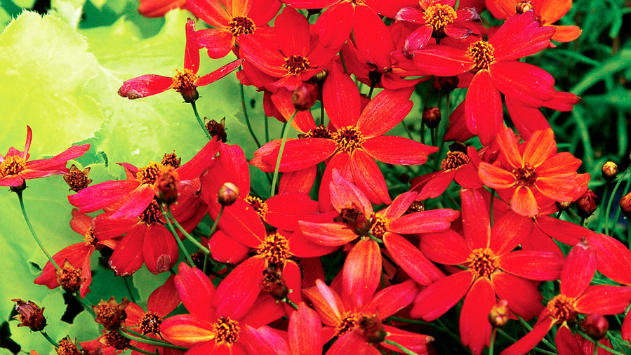 16 Flowers to Paint Your Garden Red