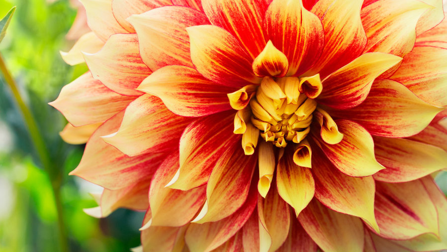 50 Dahlias to Drool Over Sunset Magazine Sunset Magazine