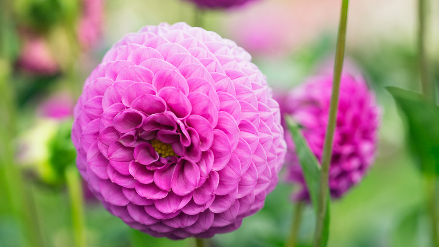 Drool-Worthy Dahlia Varieties for Every Garden and Bouquet - Sunset