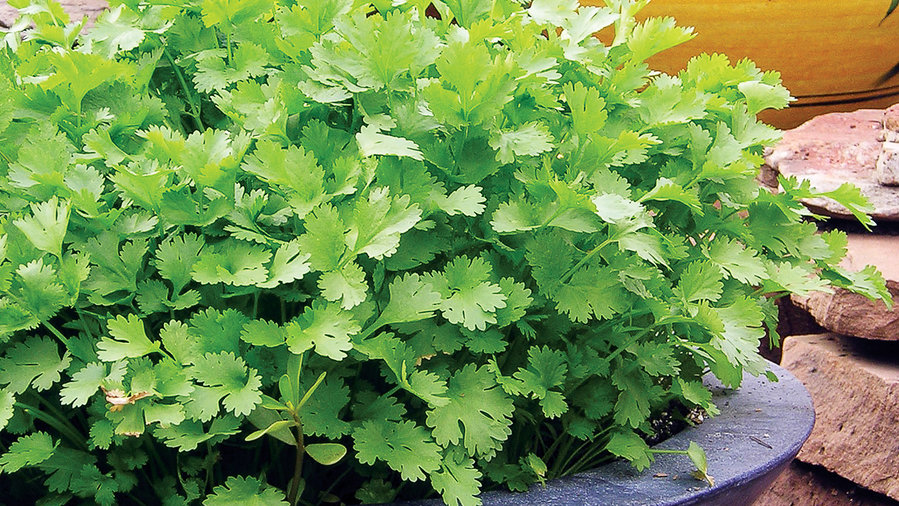 tips-for-a-successful-harvest