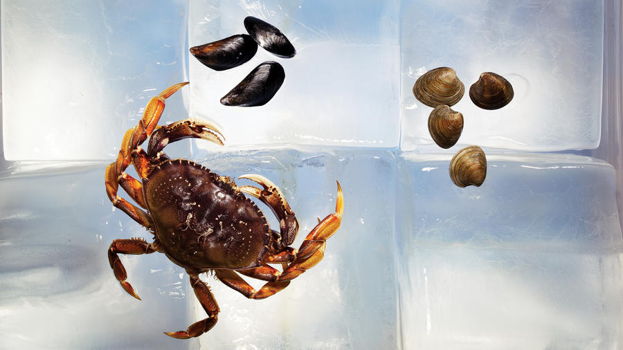 Sustainable Seafood: Farmed or Wild—Which Is Better?