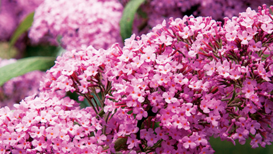 21 Best Plants for Pollinators Sunset Magazine Sunset Magazine