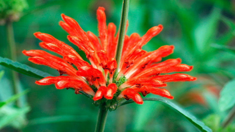 21 Best Plants for Pollinators - Sunset Magazine - Sunset ...