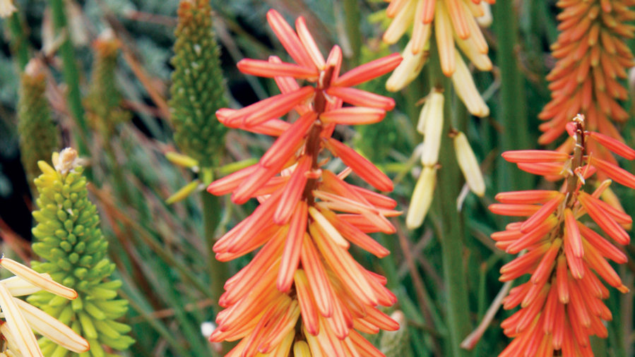 21 Best Plants for Pollinators - Sunset Magazine - Sunset ...