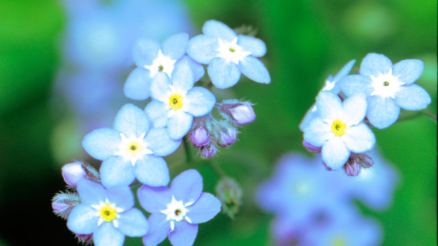 forget-me-not-myosotis-sylvatica