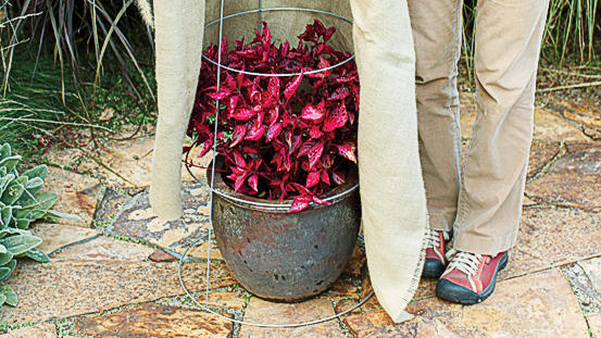 keep-your-plants-safe