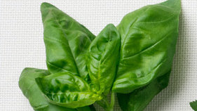 basil