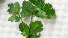 cilantro