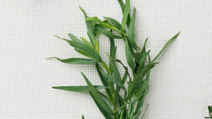 french-tarragon
