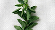 oregano