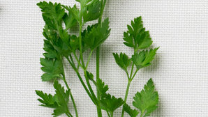 parsley