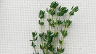 thyme