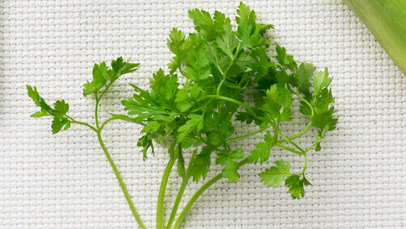 chervil