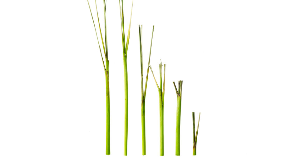 lemongrass