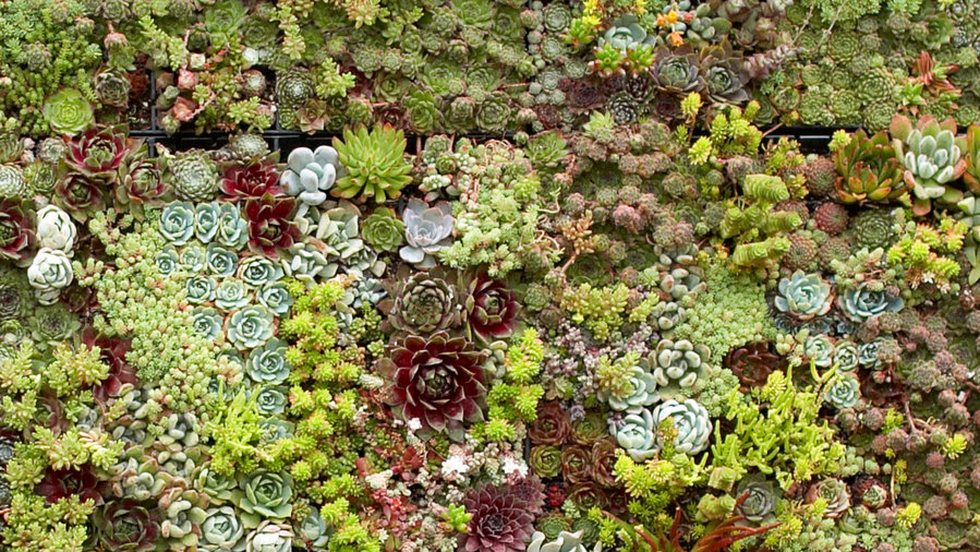 Make Your Own Living Succulent Art - Sunset Magazine ...