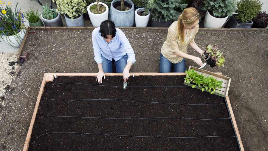 raised beds