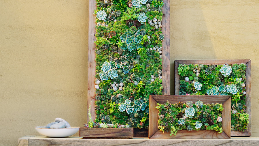 DIY succulent wall planter