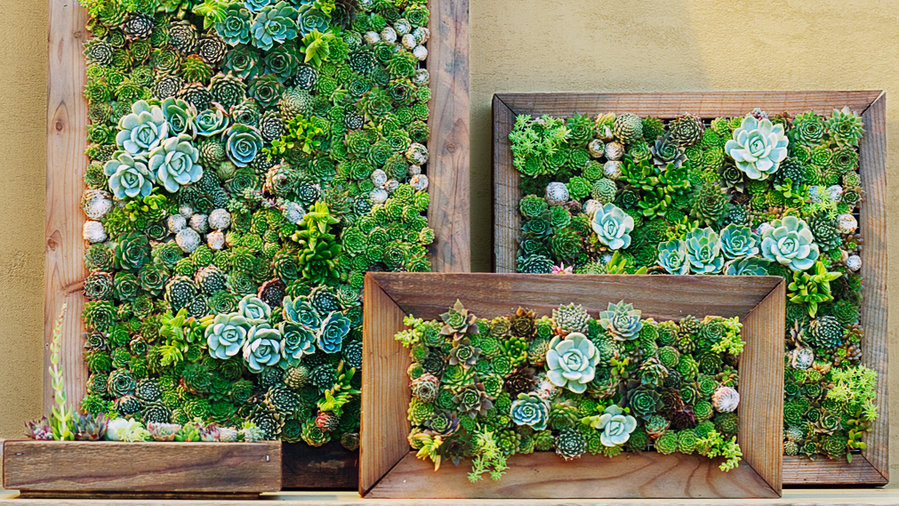 Make Your Own Diy Vertical Succulent Wall Planters Sunset - Indoor Succulent Wall Planter Diy