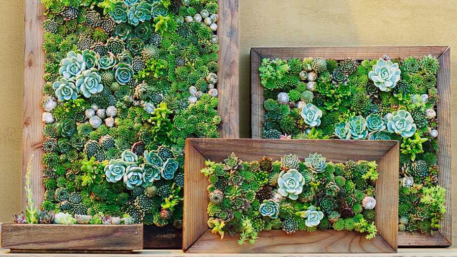 Make Your Own Living Succulent Art Sunset Magazine Sunset Magazine