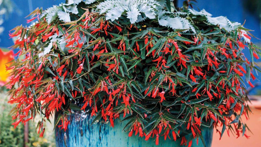 punch-up-container-plantings