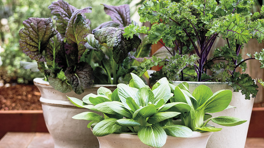 set-out-an-all-in-pots-edible-garden