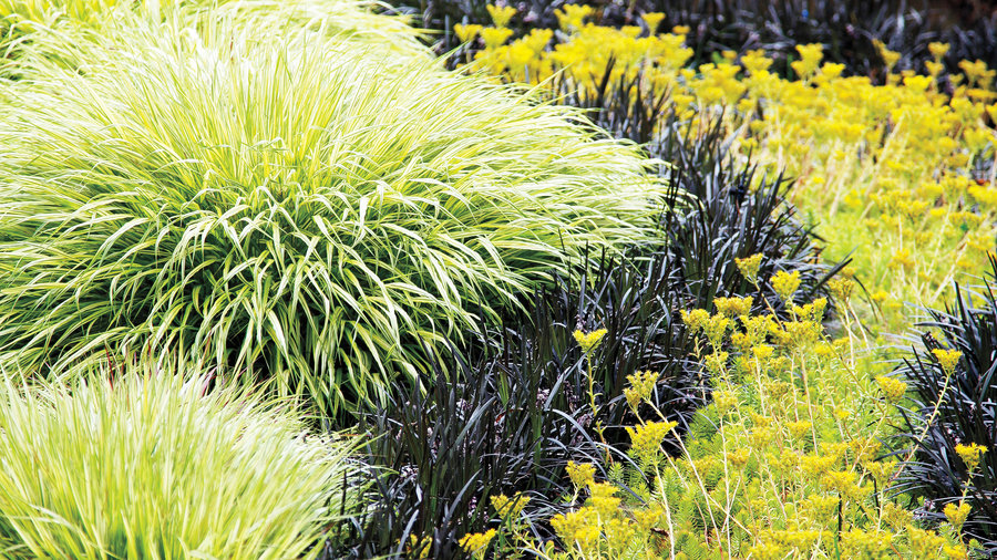 grow-a-ribbon-of-grass