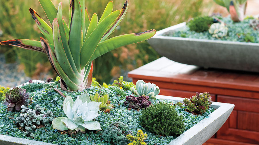 plant-a-succulent-square