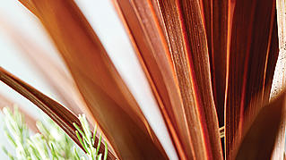 cordyline-australis-red-star