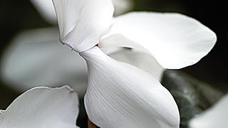 sierra-white-cyclamen