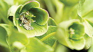 hellebore