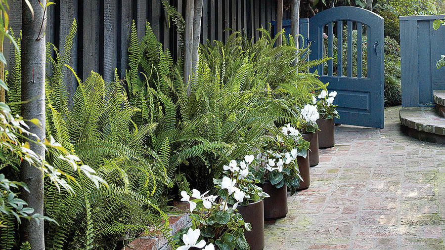 plant-a-border-in-pots