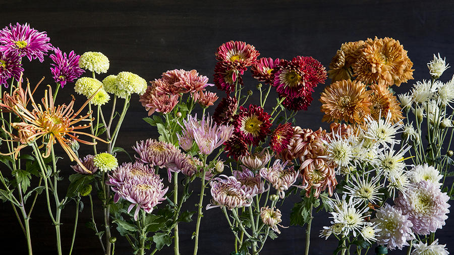 Chrysanthemum: Elegant, Symbolic Flowers for Autumn Bouquets - Sunset