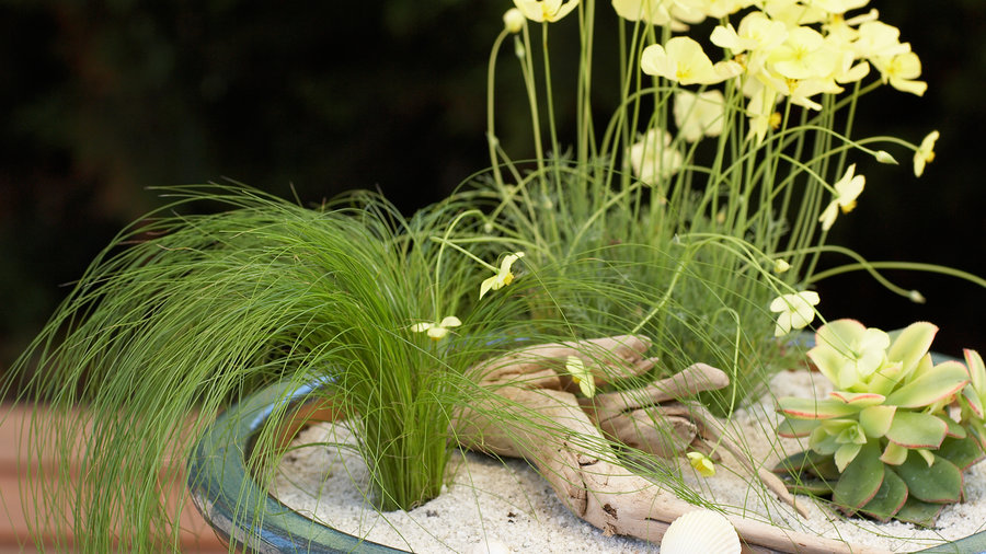 Beach garden in a pot - Sunset Magazine