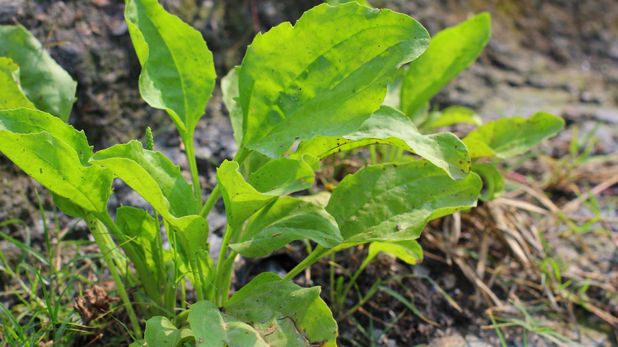 Soil solarization