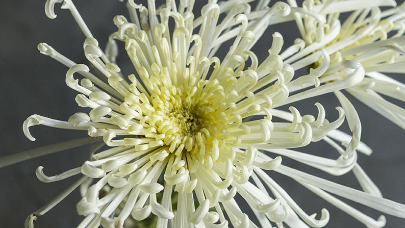 Image result for chrysanthemums